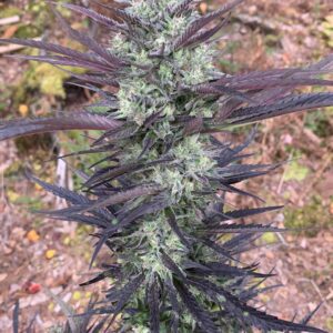 Purple Diesel Cake Feminized Photoflower 5 Seed Pack