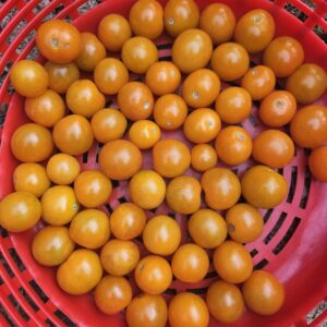 Cherry Tomato Sungold Select